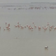American flamingos in Mexico, spotted by Scott Jenex.